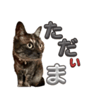 保護猫 アビー ④（個別スタンプ：17）