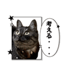 保護猫 アビー ④（個別スタンプ：19）