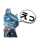 保護猫 アビー ④（個別スタンプ：20）