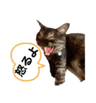 保護猫 アビー ④（個別スタンプ：22）