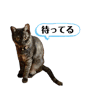 保護猫 アビー ④（個別スタンプ：23）