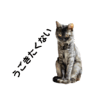 保護猫 アビー ④（個別スタンプ：24）