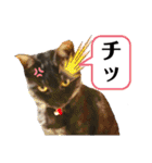 保護猫 アビー ④（個別スタンプ：25）