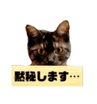 保護猫 アビー ④（個別スタンプ：26）