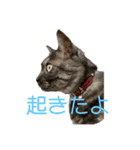 保護猫 アビー ④（個別スタンプ：27）