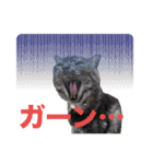 保護猫 アビー ④（個別スタンプ：28）