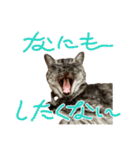 保護猫 アビー ④（個別スタンプ：29）