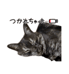 保護猫 アビー ④（個別スタンプ：30）