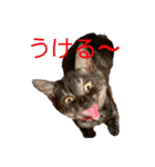 保護猫 アビー ④（個別スタンプ：32）