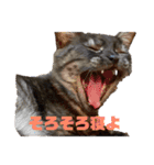 保護猫 アビー ④（個別スタンプ：34）