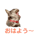 保護猫 アビー ④（個別スタンプ：35）