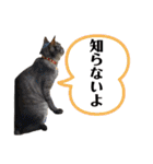 保護猫 アビー ④（個別スタンプ：36）