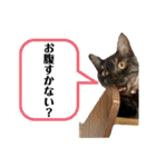 保護猫 アビー ④（個別スタンプ：37）