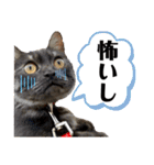 保護猫 アビー ④（個別スタンプ：38）