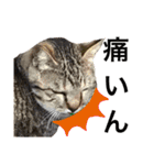 保護猫 アビー ④（個別スタンプ：39）