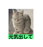 保護猫 アビー ④（個別スタンプ：40）