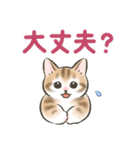 防災・連絡☆猫たちのスタンプ（個別スタンプ：1）