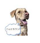 ルカわんわんスタンプ（個別スタンプ：1）