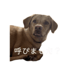ルカわんわんスタンプ（個別スタンプ：15）