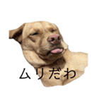 ルカわんわんスタンプ（個別スタンプ：16）