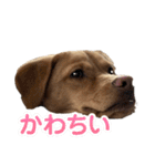 ルカわんわんスタンプ（個別スタンプ：32）