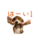 #毎日コニーちゃん（個別スタンプ：1）