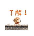 #毎日コニーちゃん（個別スタンプ：2）