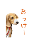 #毎日コニーちゃん（個別スタンプ：4）