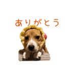 #毎日コニーちゃん（個別スタンプ：5）