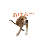#毎日コニーちゃん（個別スタンプ：6）