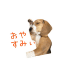#毎日コニーちゃん（個別スタンプ：7）