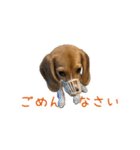 #毎日コニーちゃん（個別スタンプ：8）