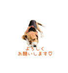 #毎日コニーちゃん（個別スタンプ：10）