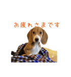 #毎日コニーちゃん（個別スタンプ：11）