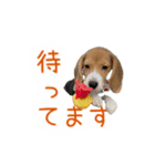 #毎日コニーちゃん（個別スタンプ：12）