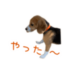 #毎日コニーちゃん（個別スタンプ：13）