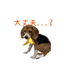 #毎日コニーちゃん（個別スタンプ：17）