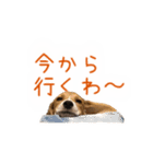 #毎日コニーちゃん（個別スタンプ：19）