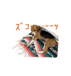 #毎日コニーちゃん（個別スタンプ：21）