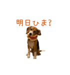 #毎日コニーちゃん（個別スタンプ：22）