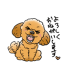 COCO-ZU わんこの日常スタンプ（個別スタンプ：12）