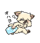 COCO-ZU わんこの日常スタンプ（個別スタンプ：13）