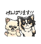 COCO-ZU わんこの日常スタンプ（個別スタンプ：38）