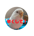 はくちゃんのLINEスタンプ（個別スタンプ：1）