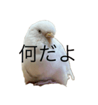 はくちゃんのLINEスタンプ（個別スタンプ：2）