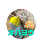 はくちゃんのLINEスタンプ（個別スタンプ：3）