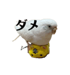 はくちゃんのLINEスタンプ（個別スタンプ：5）