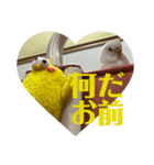 はくちゃんのLINEスタンプ（個別スタンプ：6）