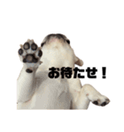 フレブルのコテツの日常  Vol.1（個別スタンプ：29）
