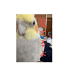 おこめ（オカメインコ）第三弾（個別スタンプ：1）